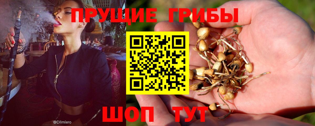 Галлюциногенные грибы MAGIC MUSHROOMS  Вход с VPN  Куйбышев  Псилоцибиновые грибы Cubensis 